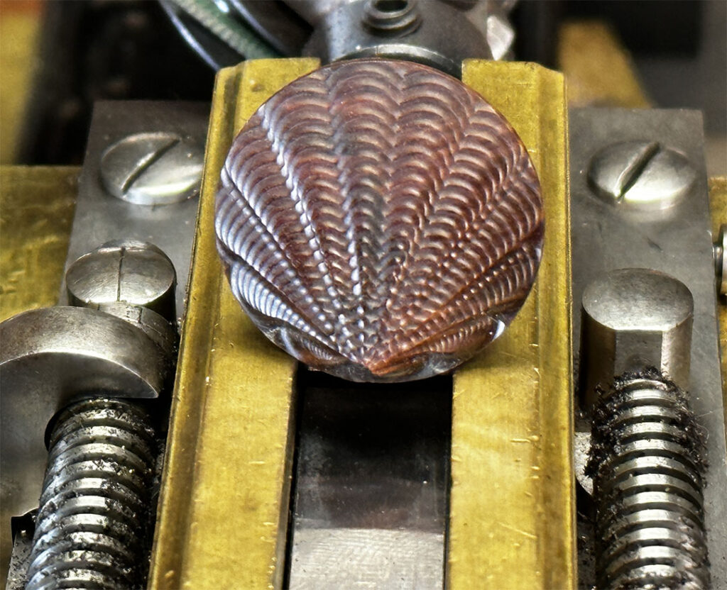 Sea Shell